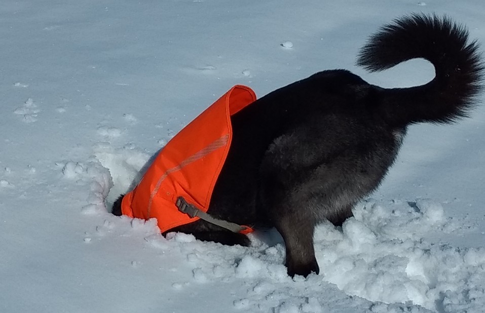 K9 Search in snow